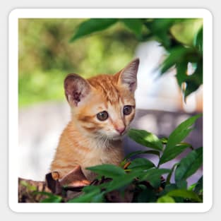 Cute kitten cat perched in a tree with an inquisitive look Sticker